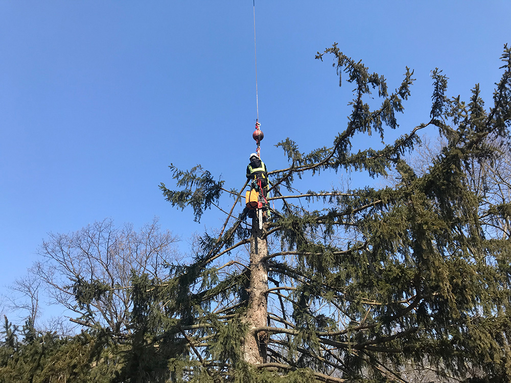 Removing a large spruce tree in Springfield that was causing roof damage to a home