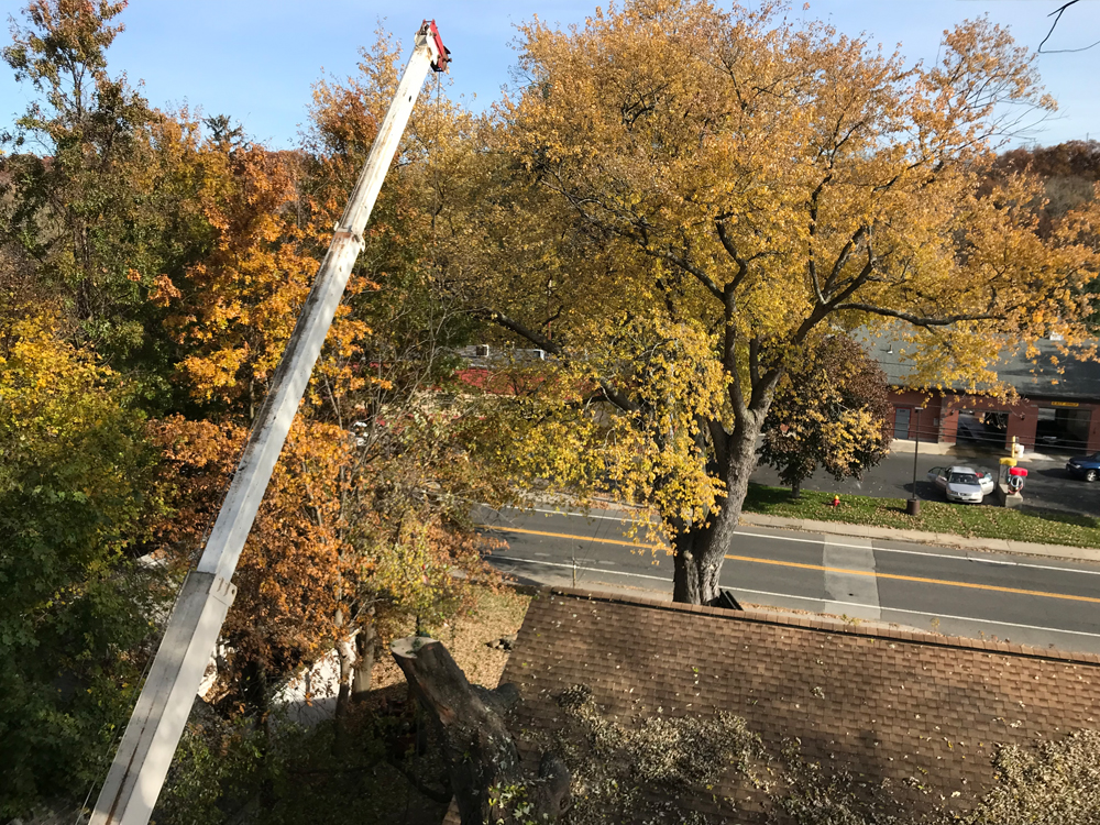 Crane being used to trim tall trees