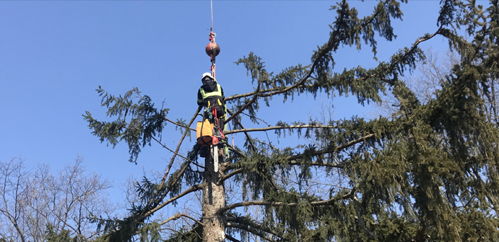 Tree removal and trimming